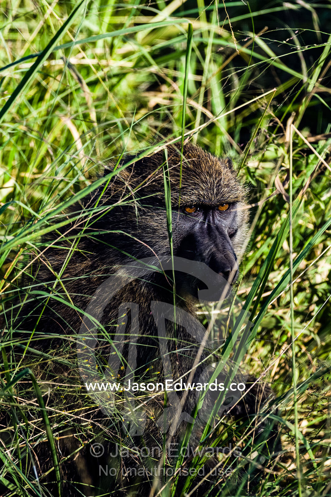 An Olive Baboon peers from a stand of tall grass where it is feeding on the savannah. Serengeti National Park, Serengeti, World Heritage Site, Tanzania.