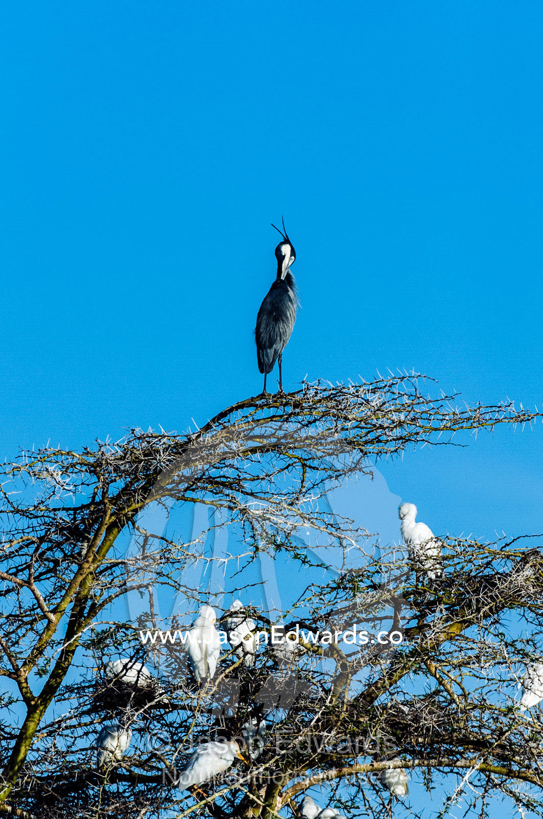 A Black-headed Heron preening it's feathers on the top of a thorny acacia tree. Serengeti National Park, Serengeti, World Heritage Site, Tanzania.