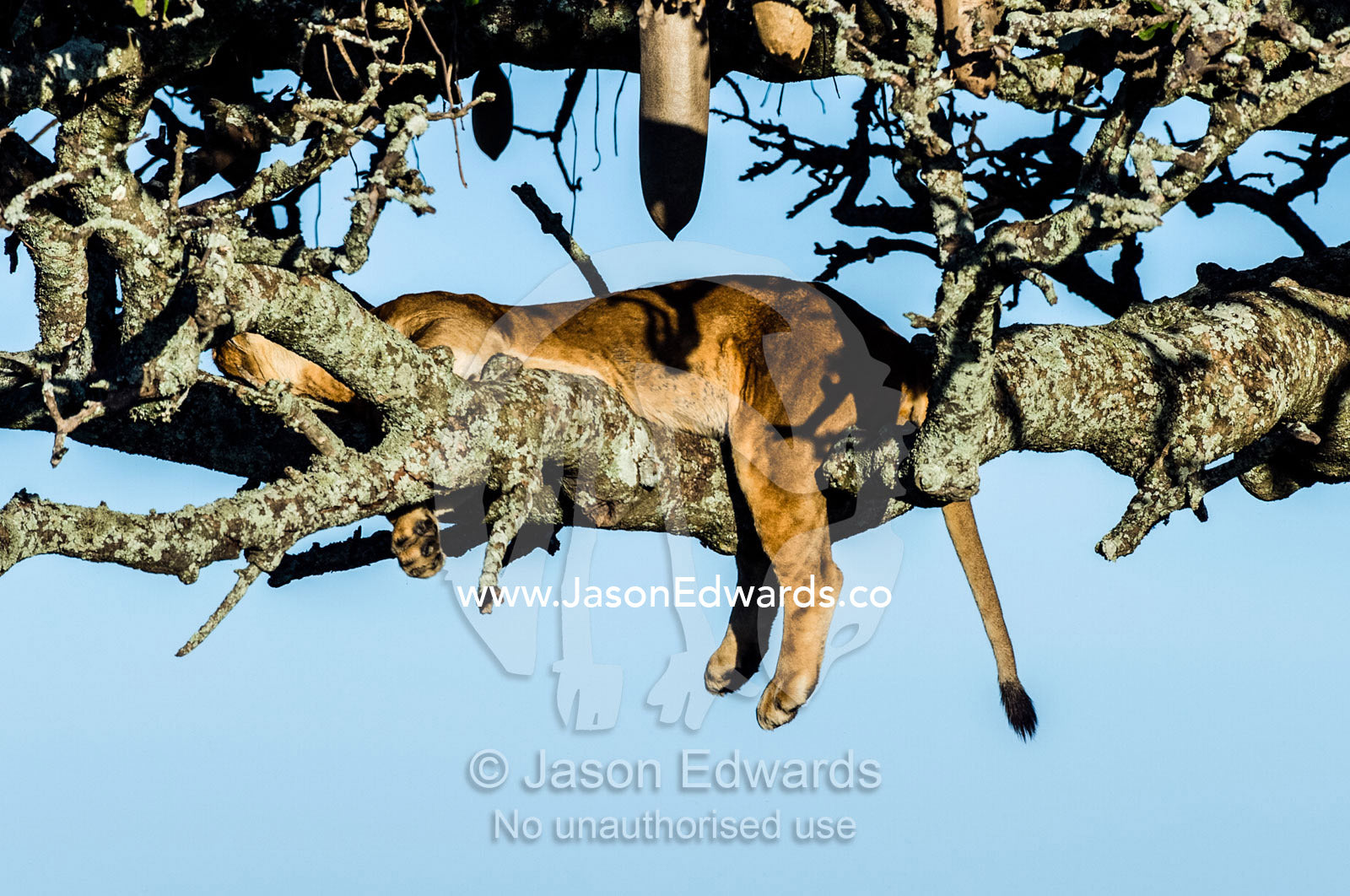 An African Lioness sleeping on a branch in a Sausage Tree above the savannah plain. Serengeti National Park, Serengeti, World Heritage Site, Tanzania.