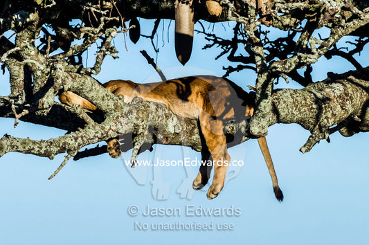 An African Lioness sleeping on a branch in a Sausage Tree above the savannah plain. Serengeti National Park, Serengeti, World Heritage Site, Tanzania.