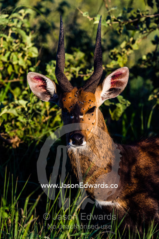 Flies cover the face of an alert male Bushbuck sheltering from the heat in a cool creek bed at sunset. Serengeti National Park, Serengeti, World Heritage Site, Tanzania.
