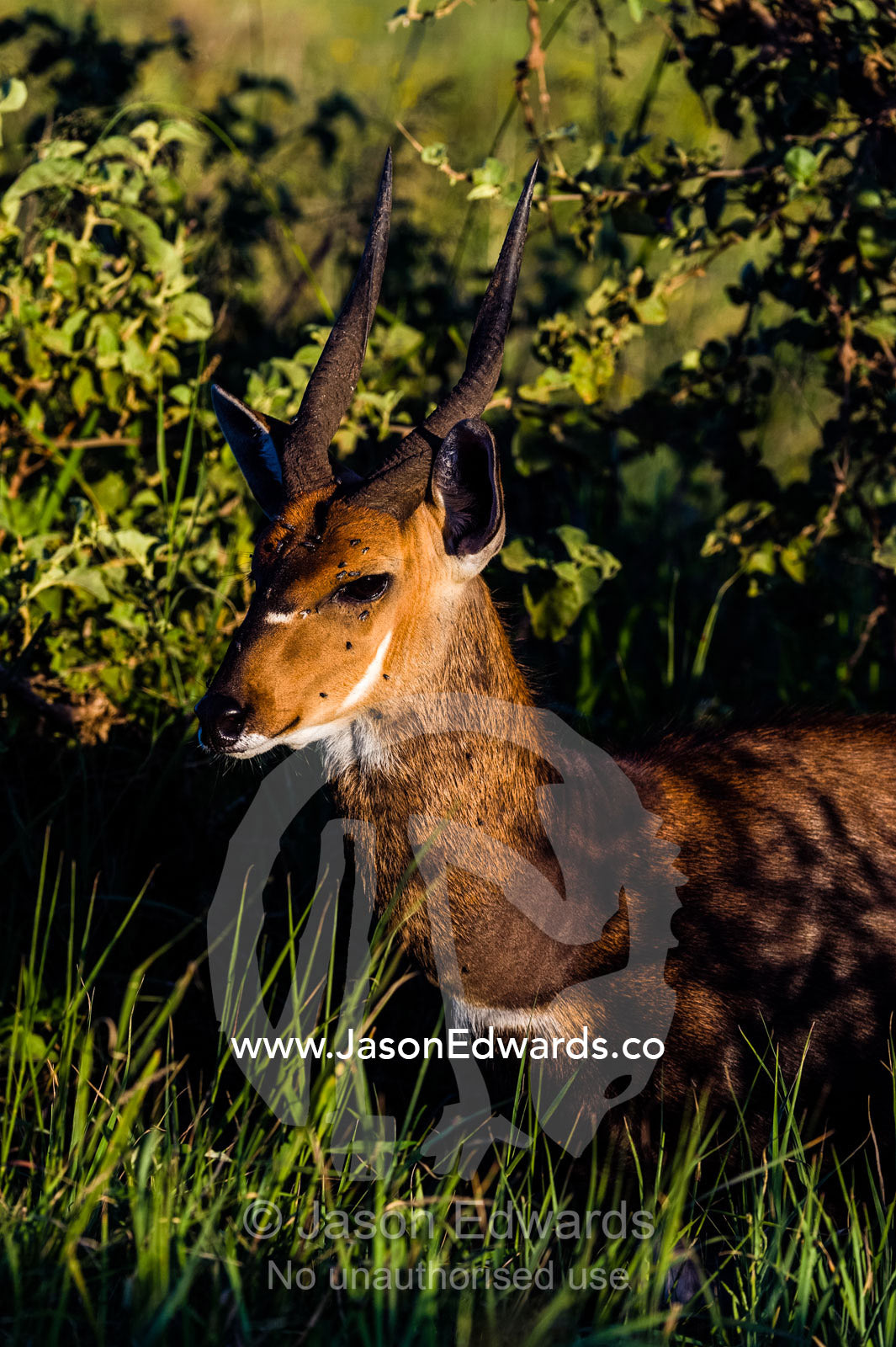 Flies cover the face of an alert male Bushbuck sheltering from the heat in a cool creek bed at sunset. Serengeti National Park, Serengeti, World Heritage Site, Tanzania.