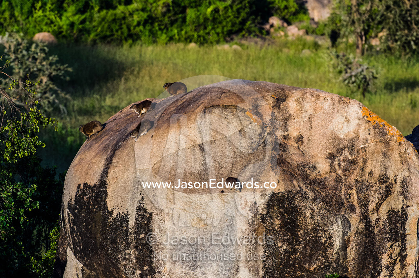 A group of Rock Hyrax sun basking at dawn on the top of a rocky granite outcrop known as a kopje. Moru Kopjes, Serengeti National Park, Serengeti, World Heritage Site, Tanzania.
