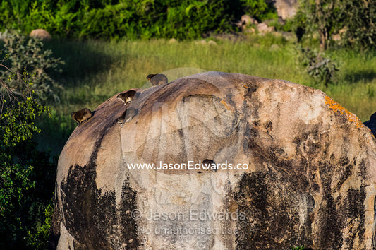A group of Rock Hyrax sun basking at dawn on the top of a rocky granite outcrop known as a kopje. Moru Kopjes, Serengeti National Park, Serengeti, World Heritage Site, Tanzania.