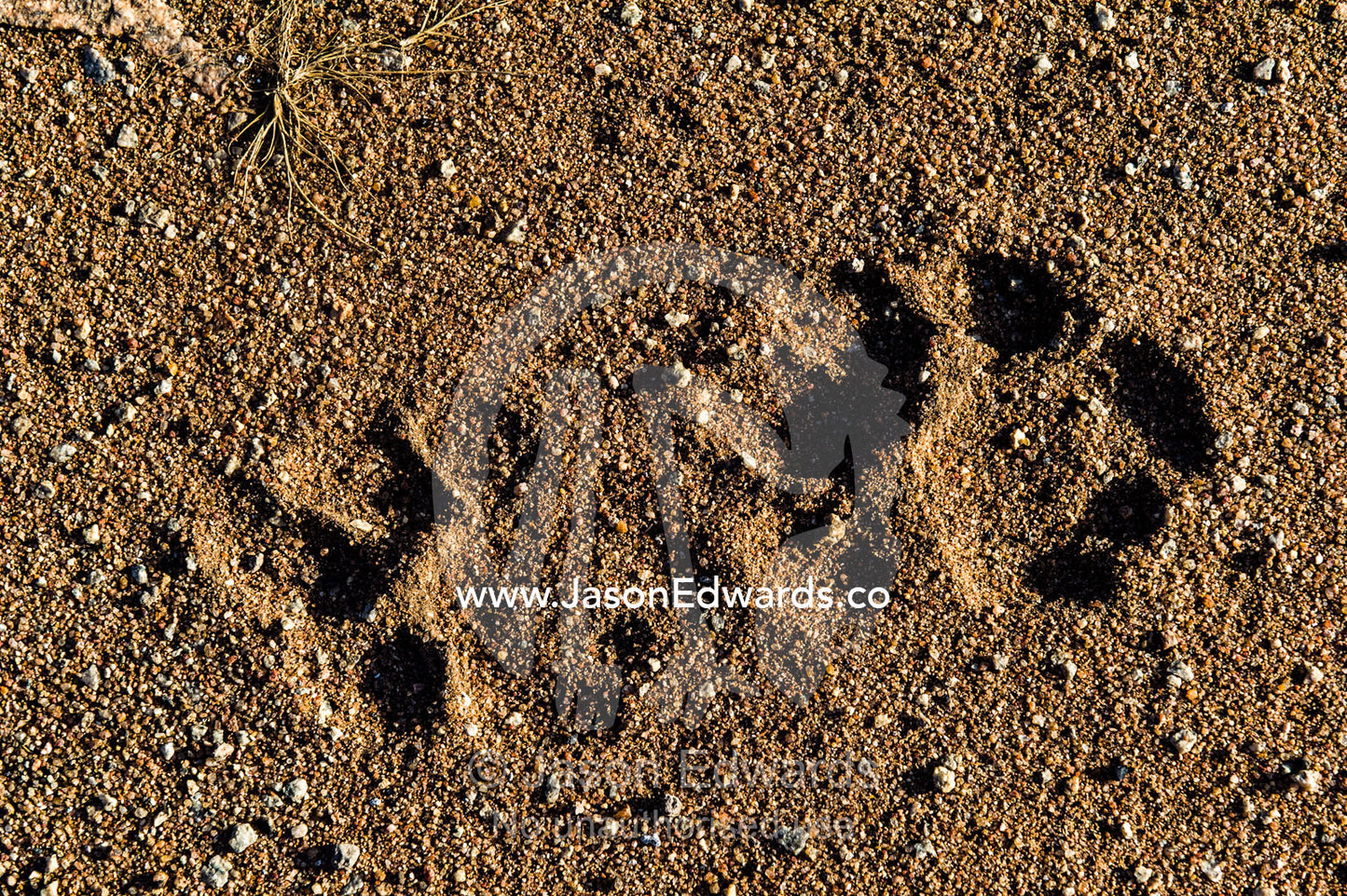 The paw prints of an African Lion in moist sand at dawn. Moru Kopjes, Serengeti National Park, Serengeti, World Heritage Site, Tanzania.