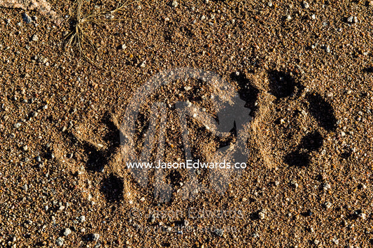 The paw prints of an African Lion in moist sand at dawn. Moru Kopjes, Serengeti National Park, Serengeti, World Heritage Site, Tanzania.