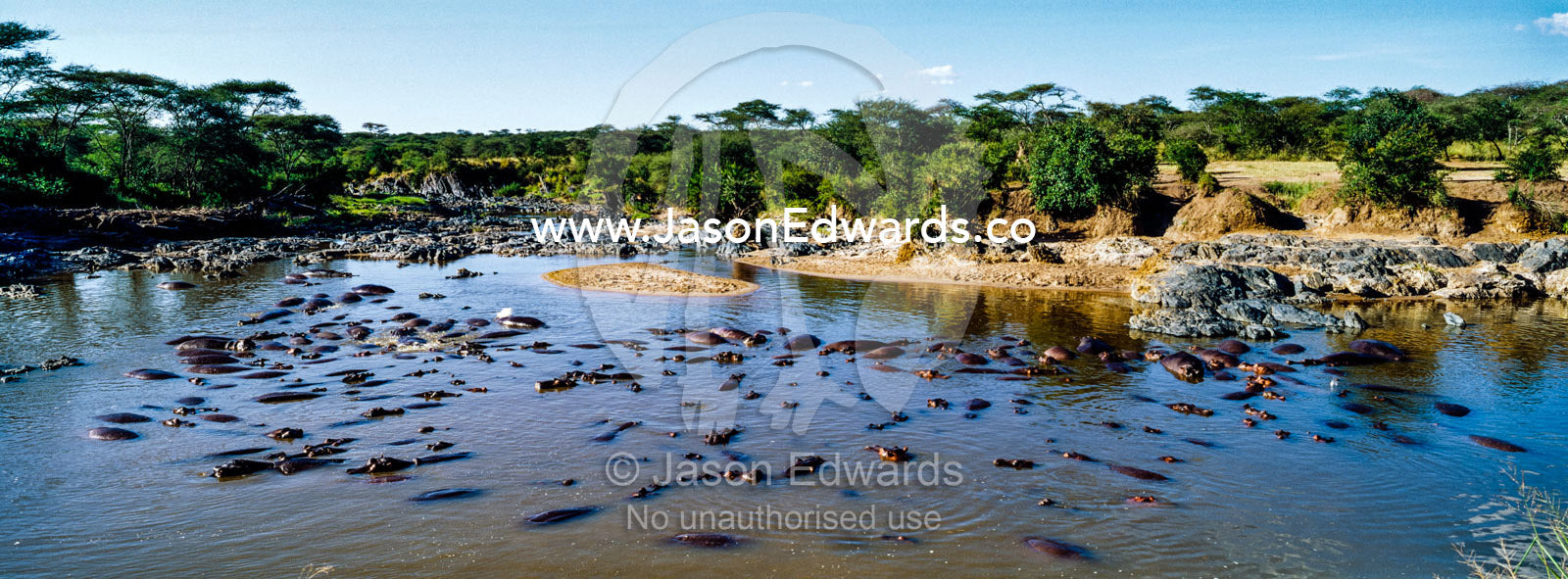 A pod of Nile Hippopotamus lounging and sleeping in a waterhole during the heat of the day. Serengeti National Park, Serengeti, World Heritage Site, Tanzania.
