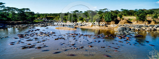 A pod of Nile Hippopotamus lounging and sleeping in a waterhole during the heat of the day. Serengeti National Park, Serengeti, World Heritage Site, Tanzania.