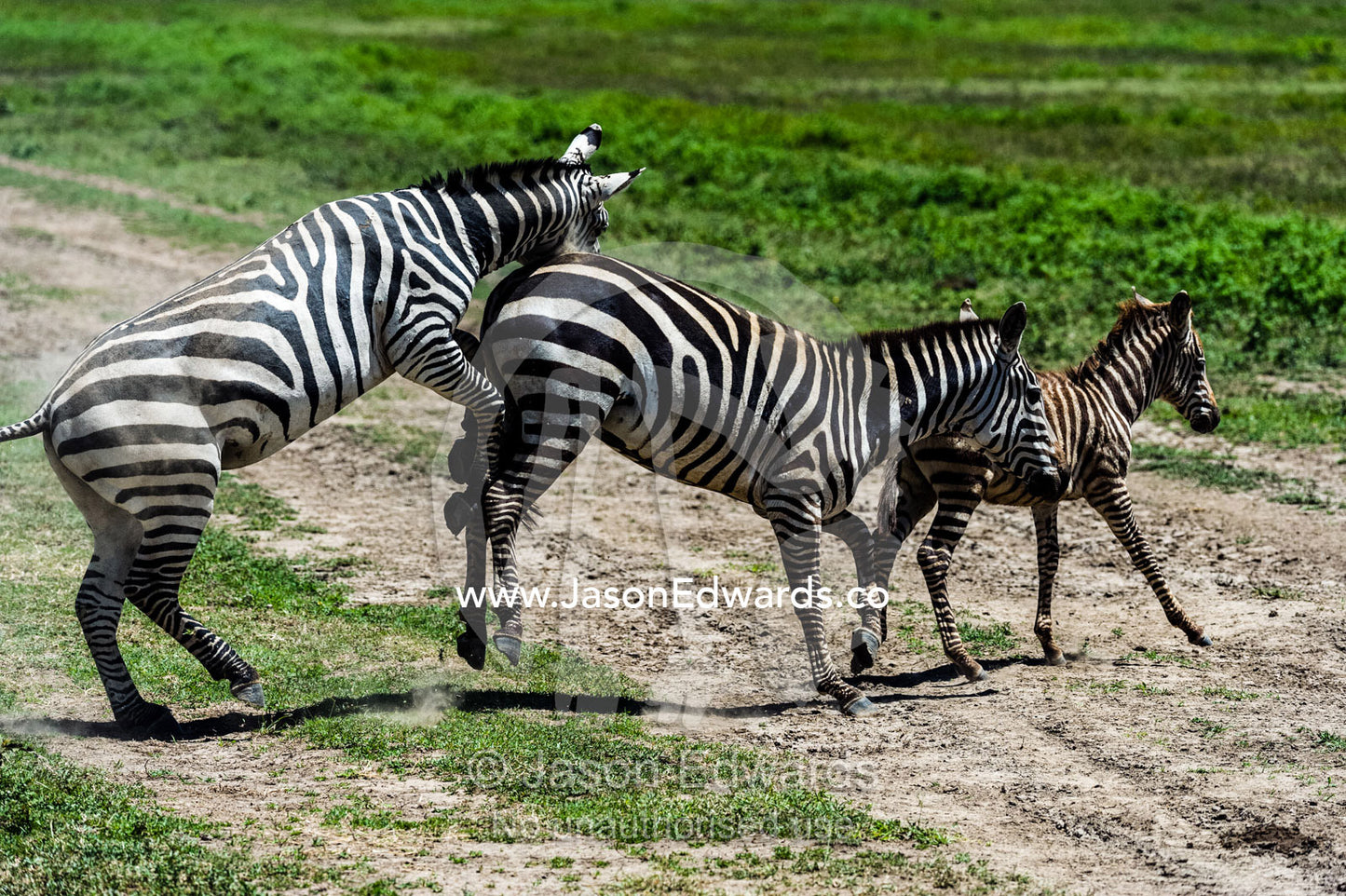 A male zebra attempting to mount and mate a female as her foal runs away. Serengeti National Park, Serengeti, Tanzania.