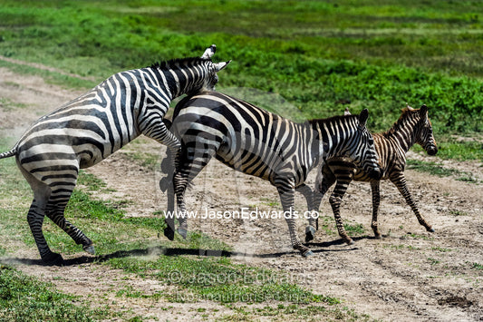 A male zebra attempting to mount and mate a female as her foal runs away. Serengeti National Park, Serengeti, Tanzania.