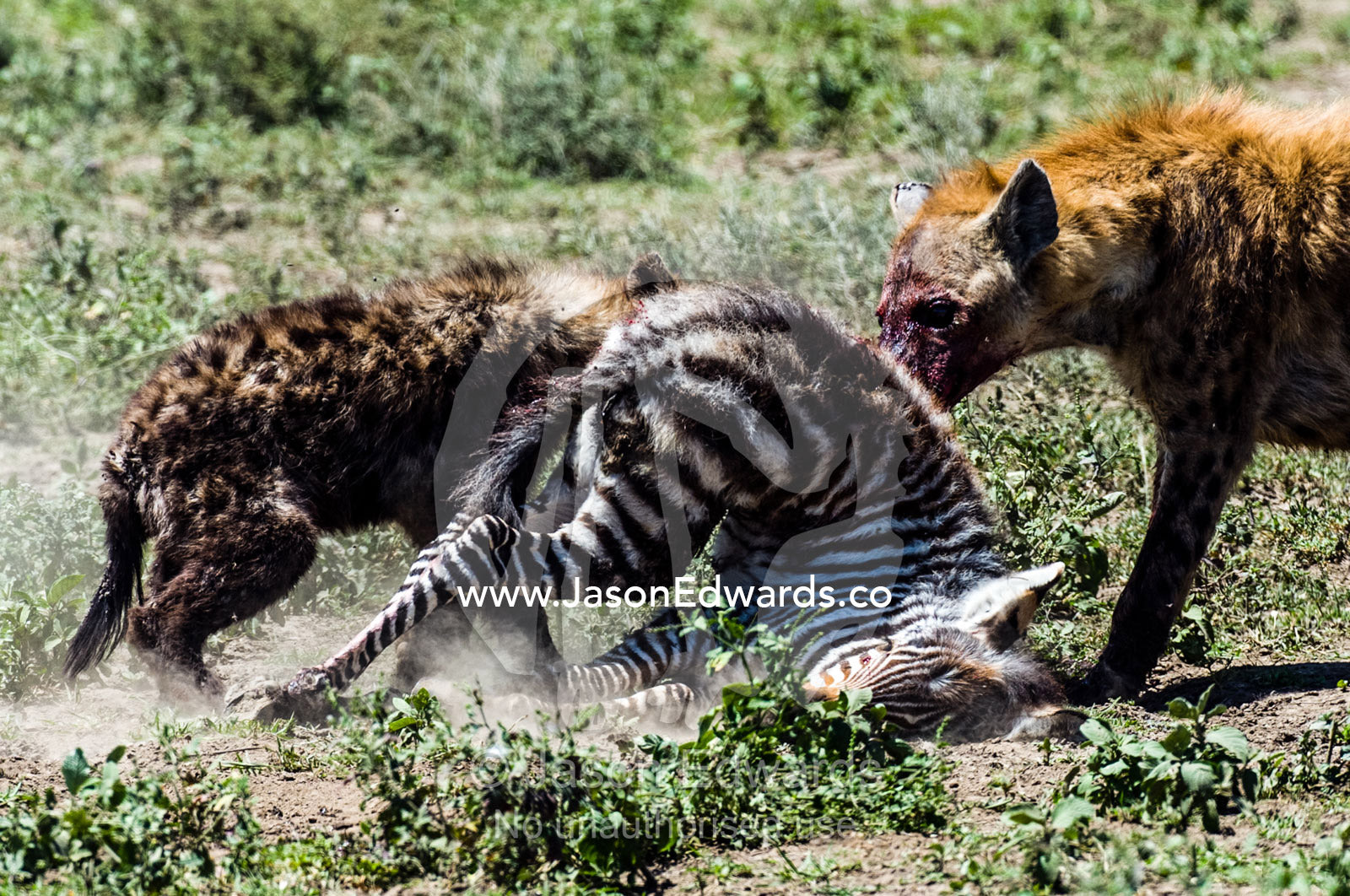 A female Spotted Hyena and her pup feed on a Zebra foal on the dusty savannah. Serengeti National Park, Serengeti, Tanzania.