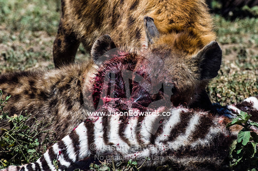 A bloody female Spotted Hyena and her pup feed on a zebra foal on the dusty savannah. Serengeti National Park, Serengeti, Tanzania.