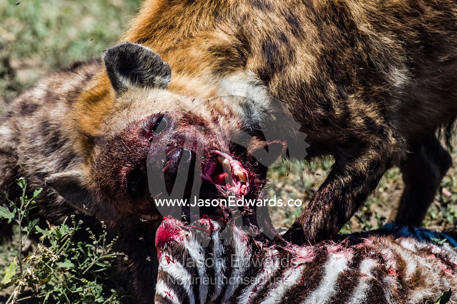 A bloody female Spotted Hyena and her pup feed on a Zebra foal on the dusty savannah. Serengeti National Park, Serengeti, Tanzania.