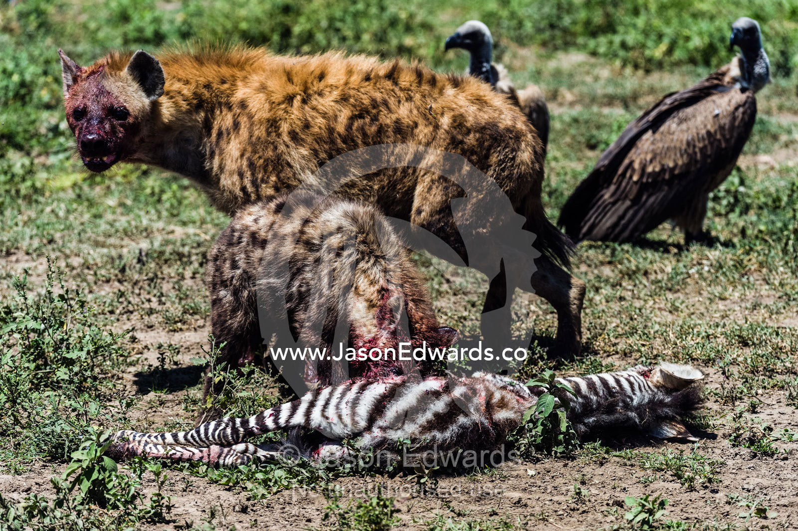 A bloody female Spotted Hyena and her pup feed on a Zebra foal watched by vultures on the dusty savannah. Serengeti National Park, Serengeti, Tanzania.
