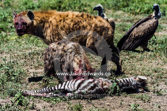 A bloody female Spotted Hyena and her pup feed on a Zebra foal watched by vultures on the dusty savannah. Serengeti National Park, Serengeti, Tanzania.