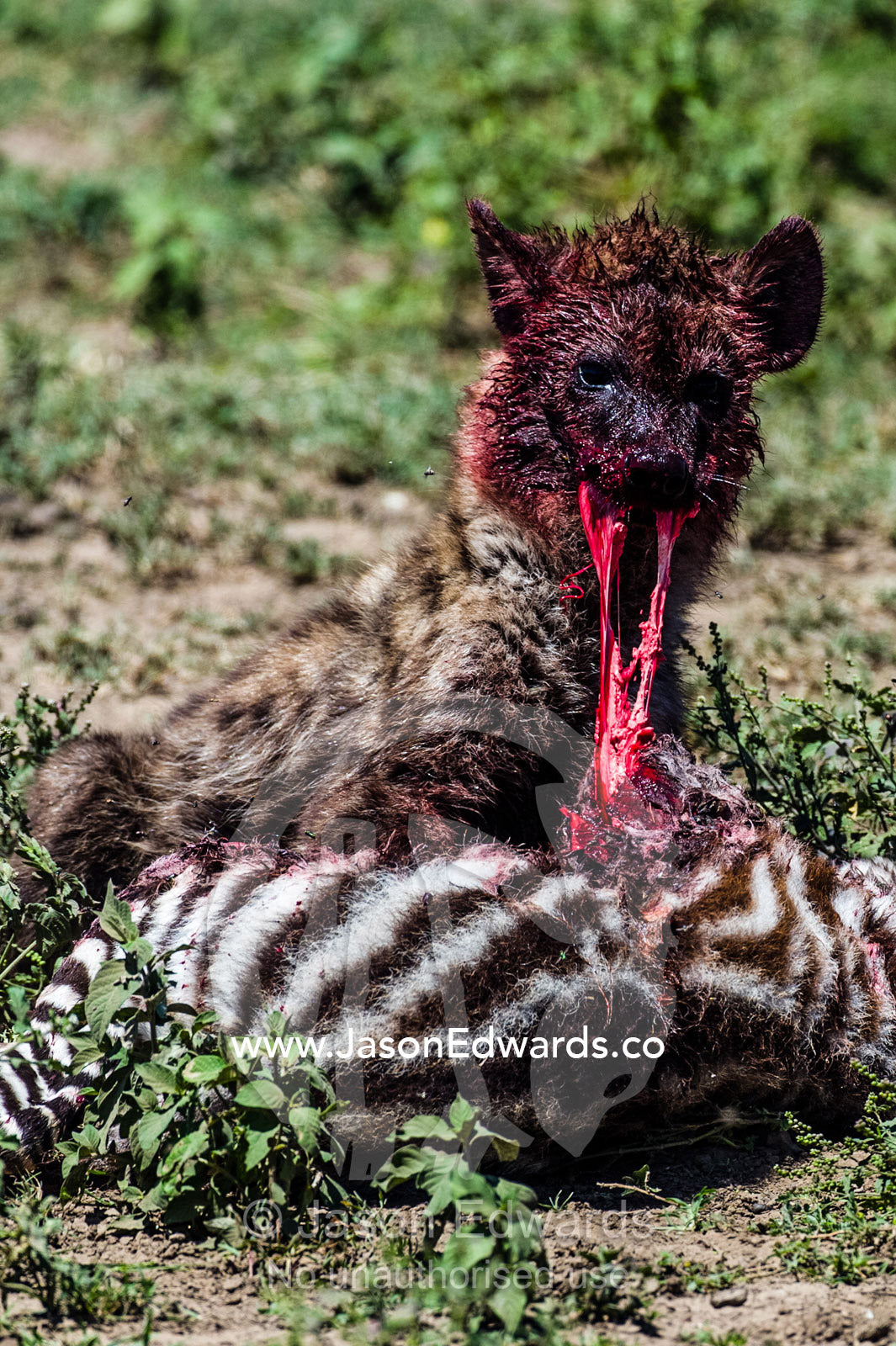A bloody Spotted Hyena pup feeding and tearing the meat of a Zebra foal on the dusty savannah. Serengeti National Park, Serengeti, Tanzania.