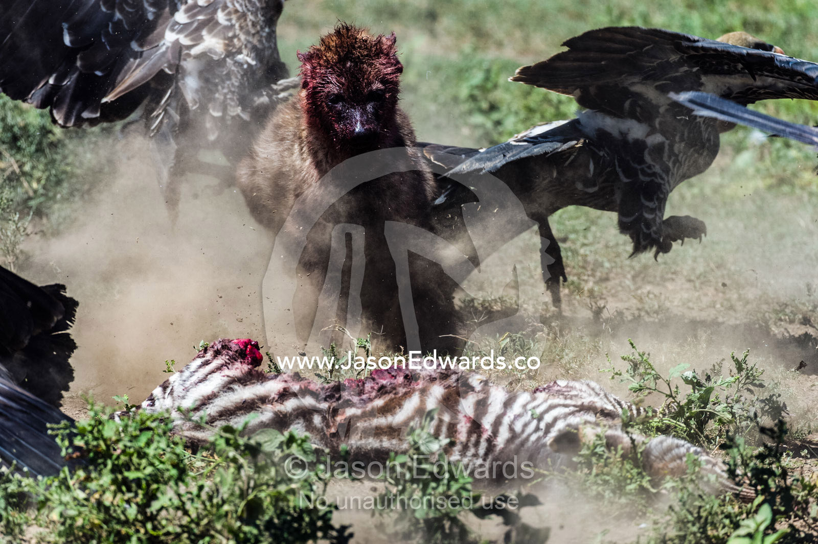 A bloody Spotted Hyena chases Ruppell's Vultures away from its zebra foal kill on the dusty savannah. Serengeti National Park, Serengeti, Tanzania.