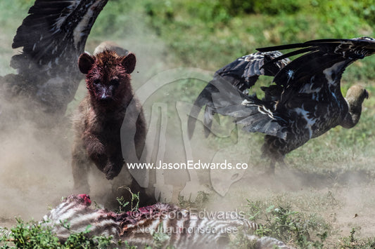 A bloody female Spotted Hyena chases Ruppell's Vultures away from it's Zebra foal kill on the dusty savannah. Serengeti National Park, Serengeti, Tanzania.