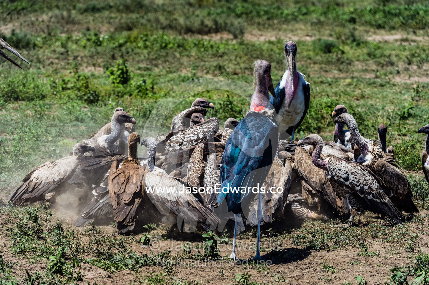 Marabou storks and Ruppell's vultures in a feeding frenzy on a zebra foal carcass on the dusty savannah. Serengeti National Park, Serengeti, Tanzania.