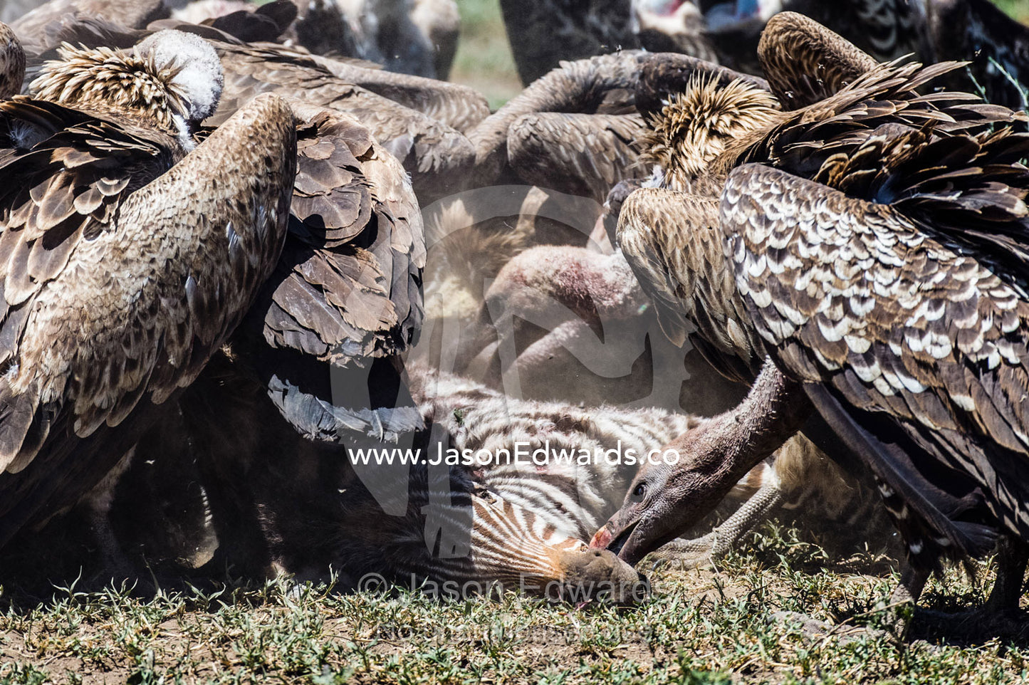 Ruppell's vultures fight over a zebra foal carcass using their beaks to tear off meat during a feeding frenzy on the dusty savannah. Serengeti National Park, Serengeti, Tanzania.