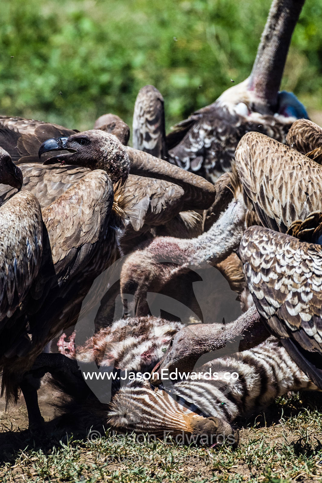 Ruppell's vultures fight over a zebra foal carcass using their beaks to tear off meat during a feeding frenzy on the dusty savannah. Serengeti National Park, Serengeti, Tanzania.