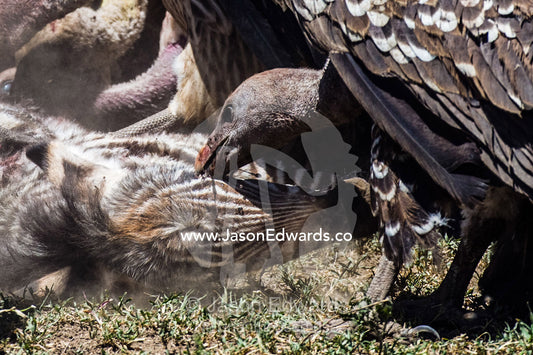 A Ruppell's vulture pops the eyeball of a zebra foal during a feeding frenzy on the dusty savannah. Serengeti National Park, Serengeti, Tanzania.