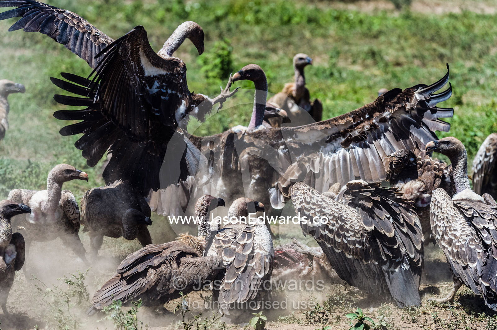 Ruppell's vultures fight over a zebra foal carcass using their wings and talons during a feeding frenzy on the dusty savannah. Serengeti National Park, Serengeti, Tanzania.