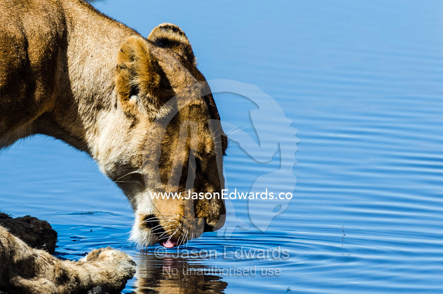 A female African lion drinking water from a dwindling waterhole in the dry season. Serengeti National Park, Serengeti, Tanzania.