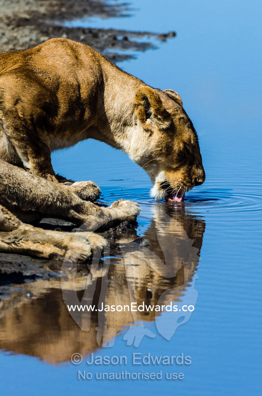 A female African lion drinking water from a dwindling waterhole in the dry season. Serengeti National Park, Serengeti, Tanzania.