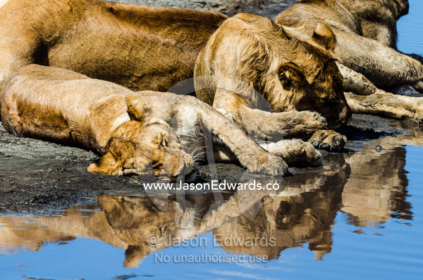 African Lions sleeping by a dwindling waterhole during the midday heat Serengeti National Park, Serengeti, Tanzania.
