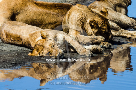 African Lions sleeping by a dwindling waterhole during the midday heat Serengeti National Park, Serengeti, Tanzania.
