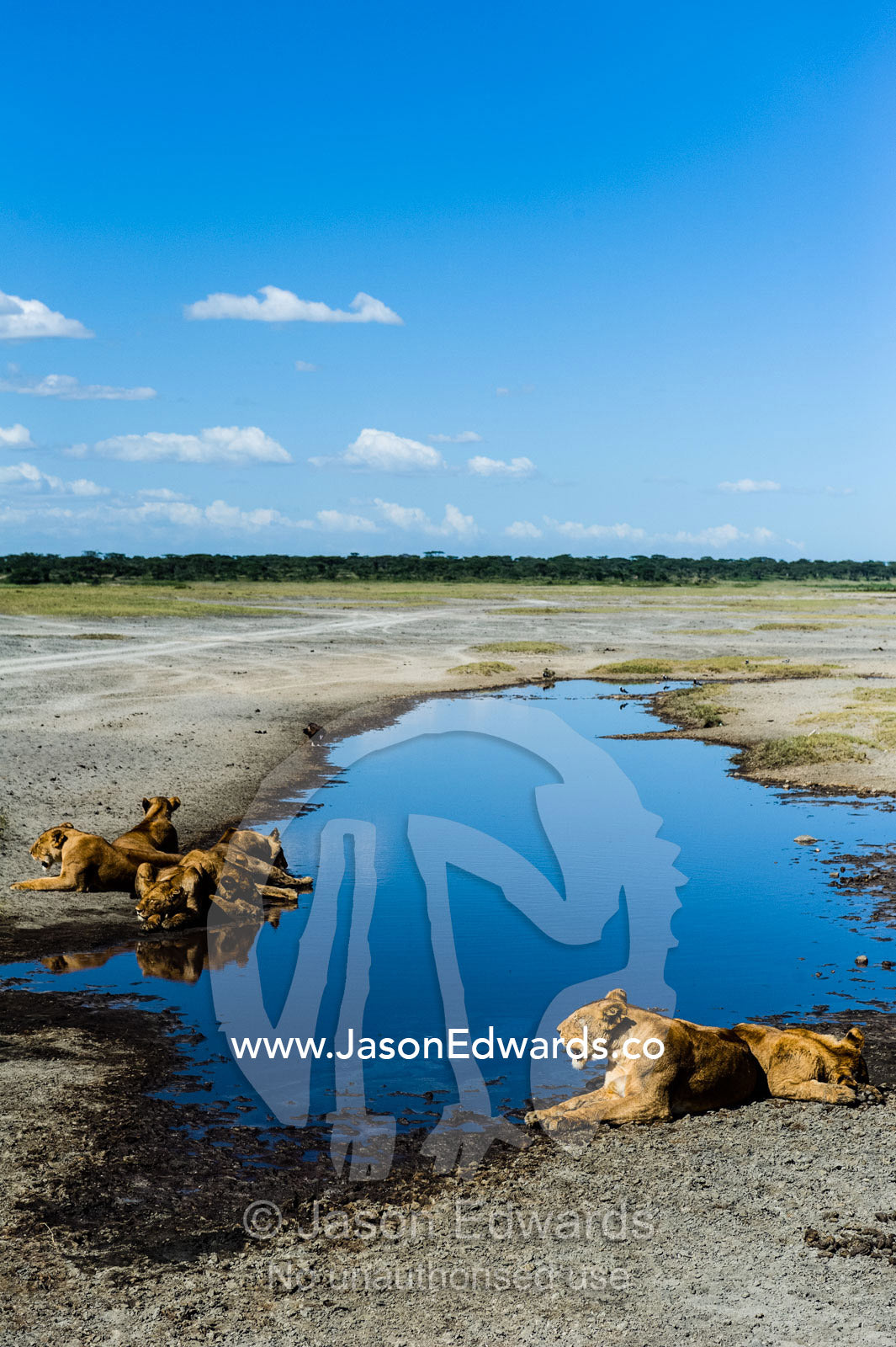 A pride of African lions sleeping by a dwindling waterhole during the midday heat Serengeti National Park, Serengeti, Tanzania.