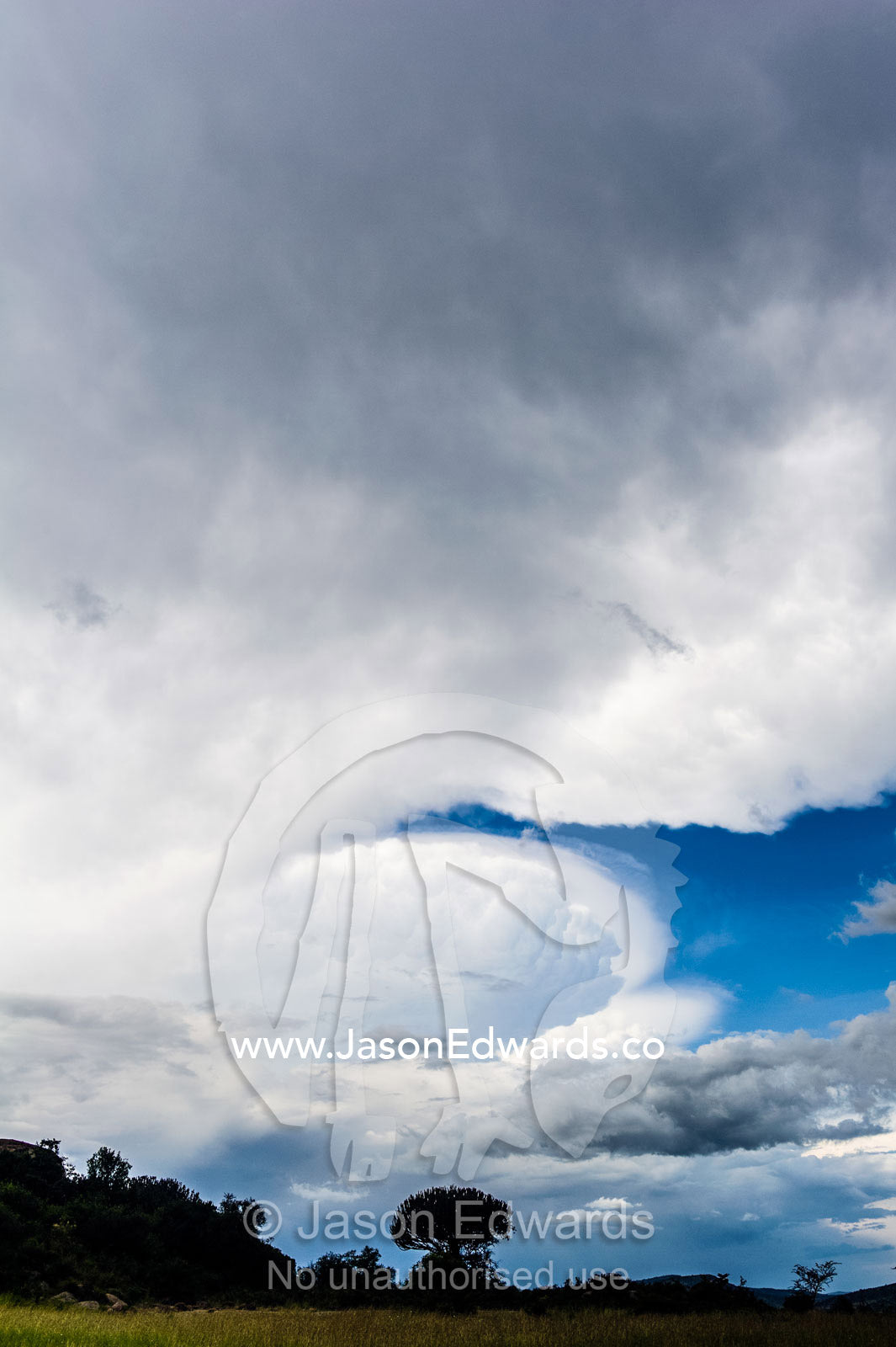 A cumulonimbus cloud forming over a Candelabra Tree on the savannah. Serengeti National Park, Serengeti, Tanzania.