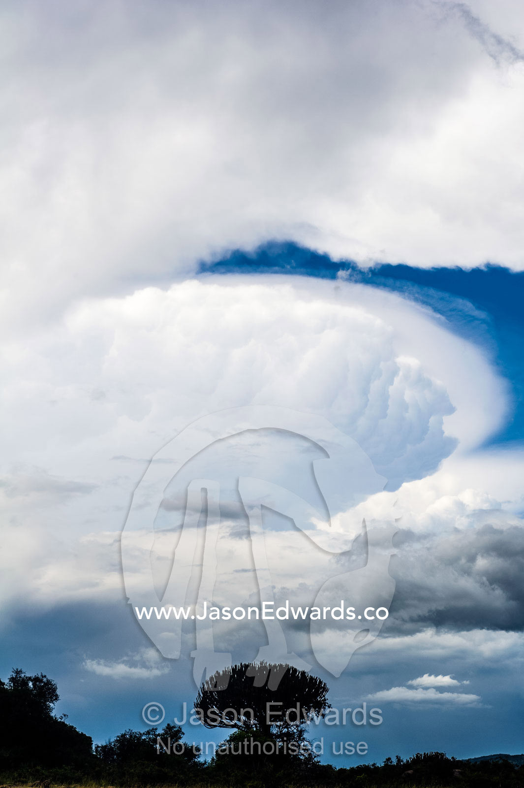 A cumulonimbus cloud forming over a Candelabra Tree on the savannah. Serengeti National Park, Serengeti, Tanzania.