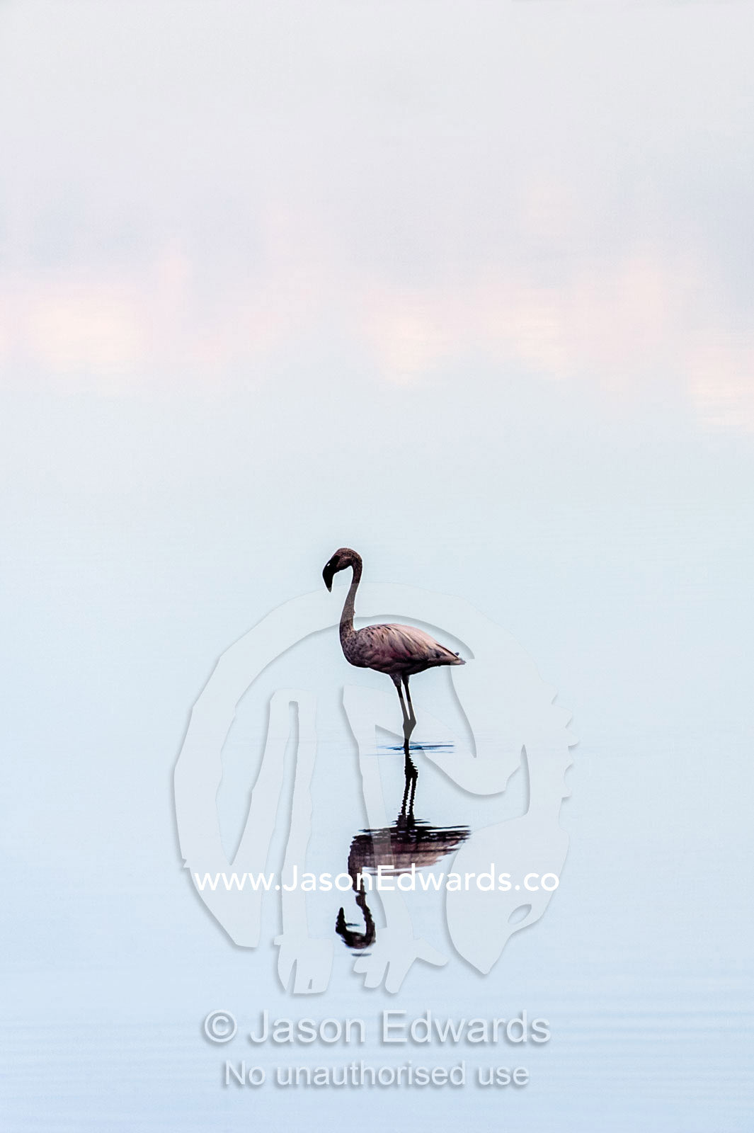 A Lesser Flamingo reflected in the surface of a calm waterhole with the sunset afterglow. Serengeti National Park, Serengeti, Tanzania.