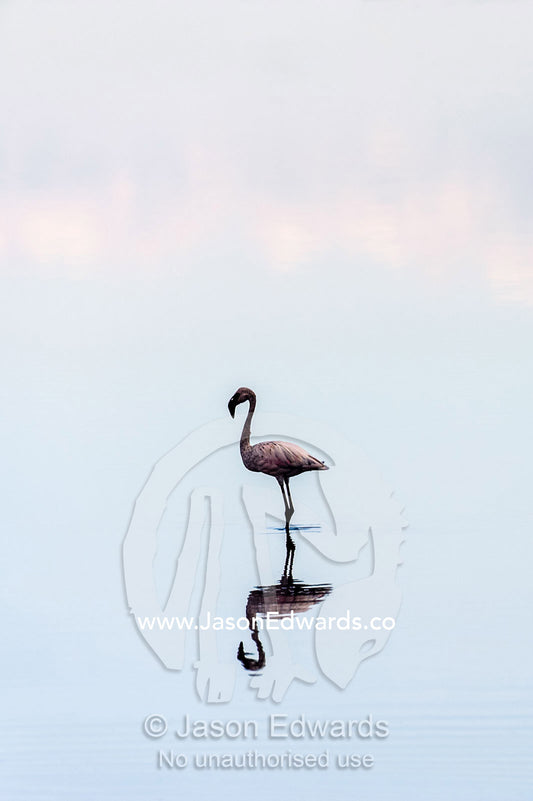 A Lesser Flamingo reflected in the surface of a calm waterhole with the sunset afterglow. Serengeti National Park, Serengeti, Tanzania.