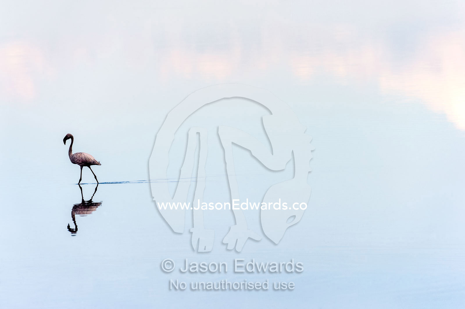 A Lesser Flamingo reflected in the surface of a calm waterhole with the sunset afterglow. Serengeti National Park, Serengeti, Tanzania.