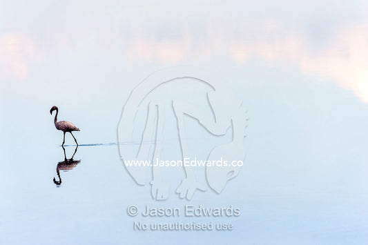 A Lesser Flamingo reflected in the surface of a calm waterhole with the sunset afterglow. Serengeti National Park, Serengeti, Tanzania.