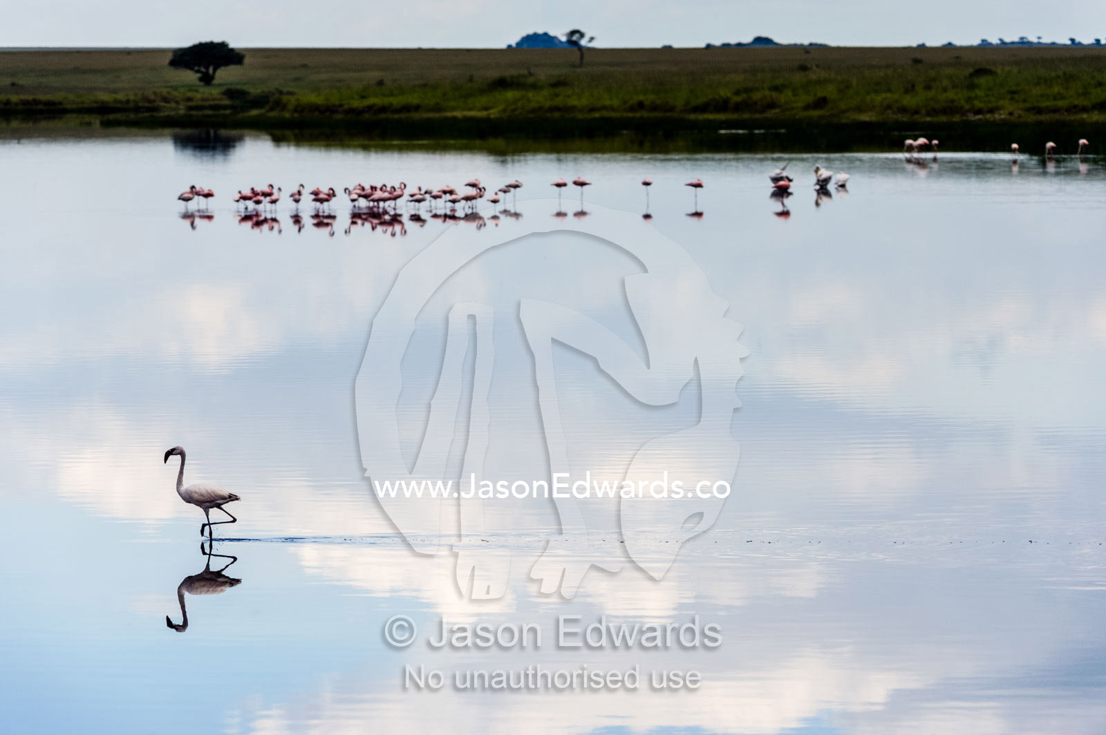 A wading Lesser Flamingo reflected in the surface of a calm waterhole with the sunset afterglow. Serengeti National Park, Serengeti, Tanzania.