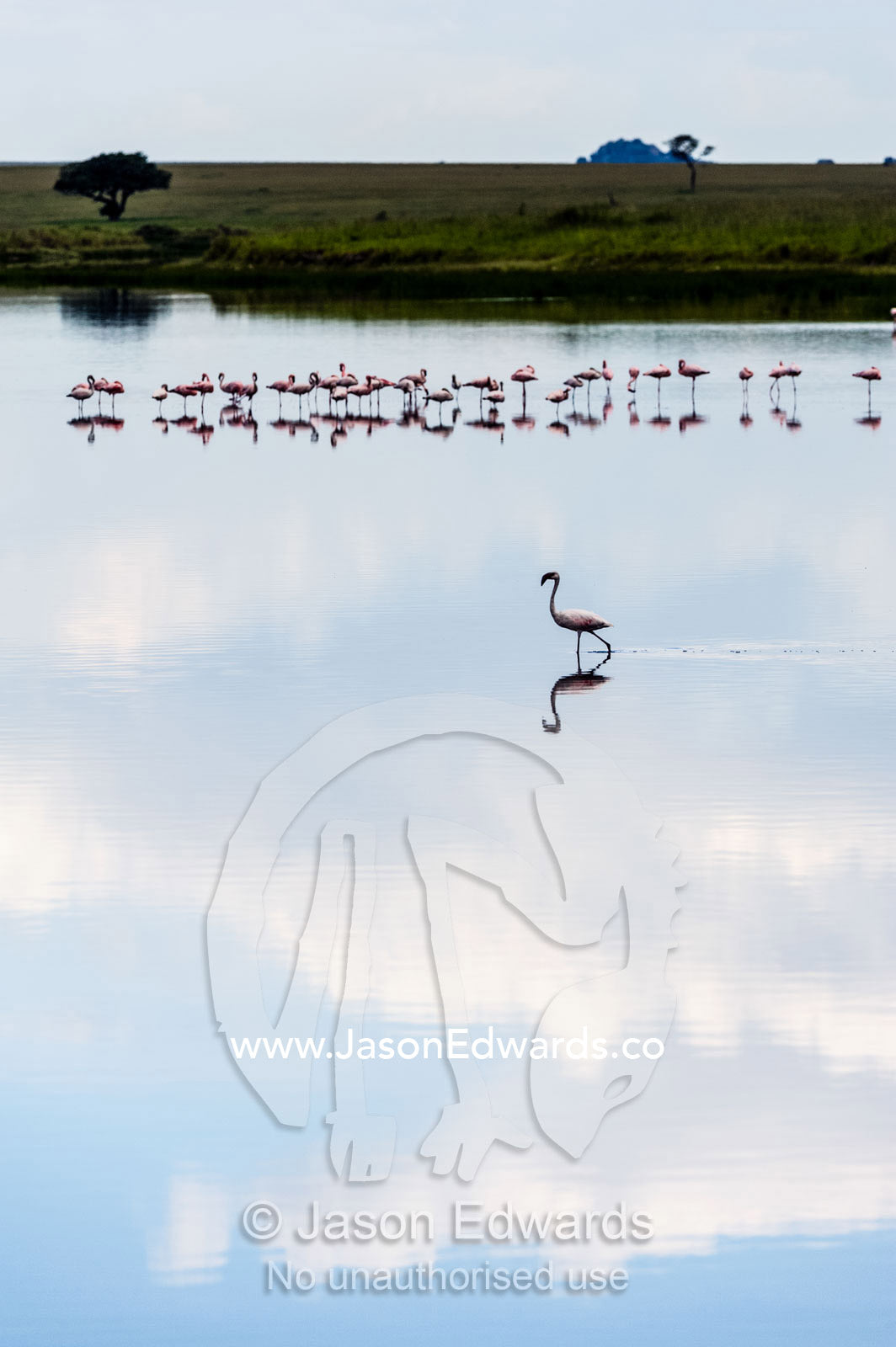 A wading Lesser Flamingo reflected in the surface of a calm waterhole with the sunset afterglow. Serengeti National Park, Serengeti, Tanzania.