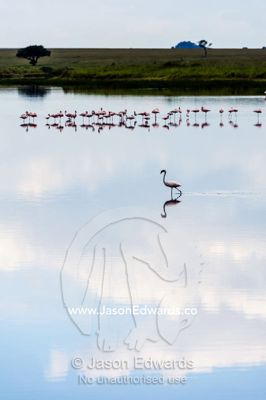 A wading Lesser Flamingo reflected in the surface of a calm waterhole with the sunset afterglow. Serengeti National Park, Serengeti, Tanzania.