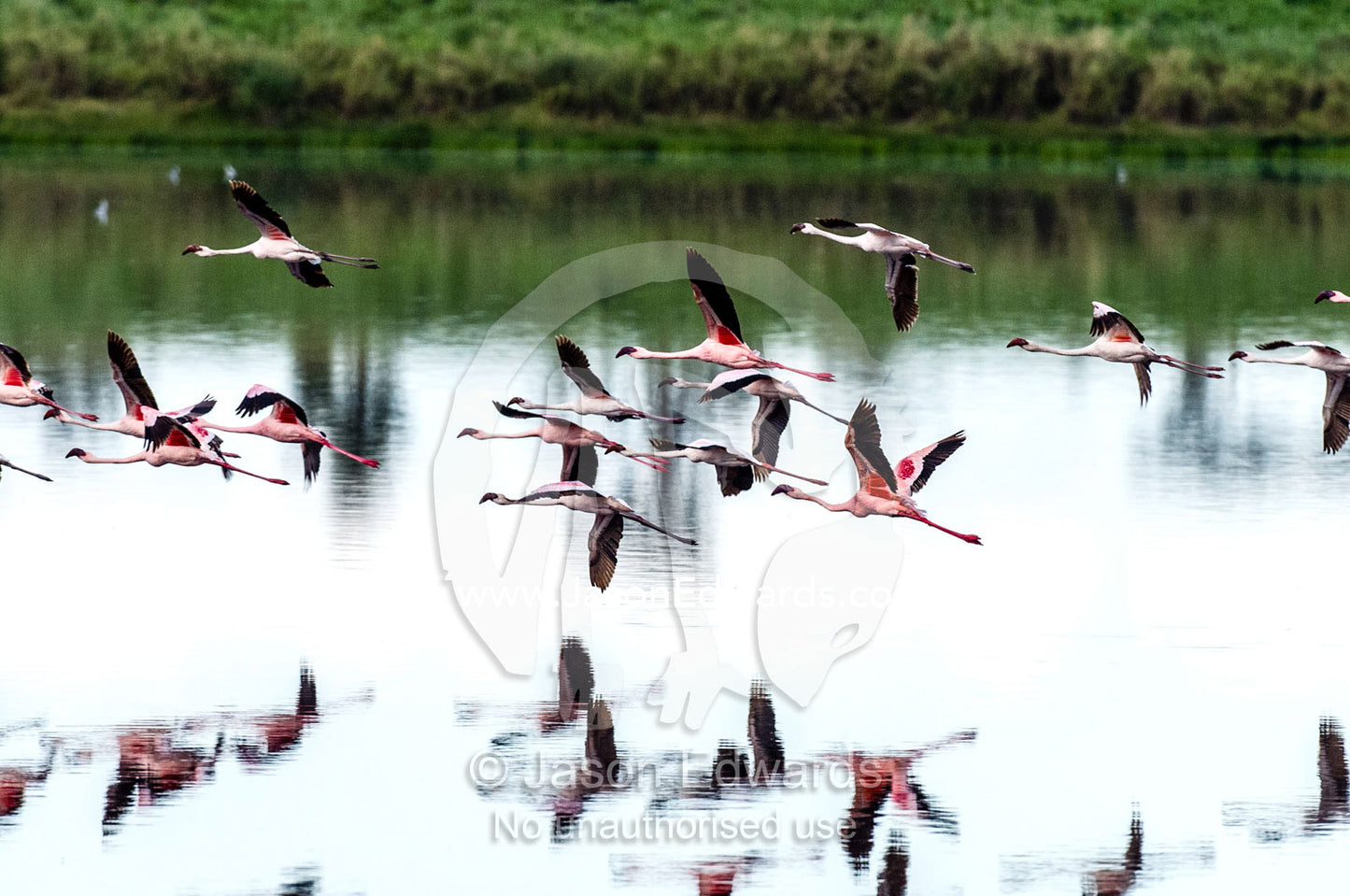 A flock of Lesser Flamingo in flight reflected in the surface of a calm waterhole with the sunset afterglow. Serengeti National Park, Serengeti, Tanzania.