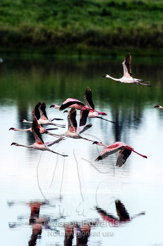 A flock of Lesser Flamingo in flight reflected in the surface of a calm waterhole with the sunset afterglow. Serengeti National Park, Serengeti, Tanzania.