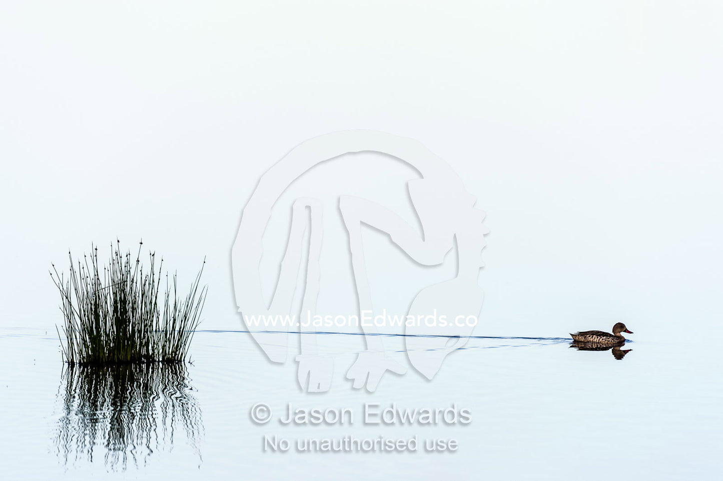 A Cape teal duck reflected in the surface of a calm waterhole with the sunset afterglow as it swims by a clump of reeds. Serengeti National Park, Serengeti, Tanzania.