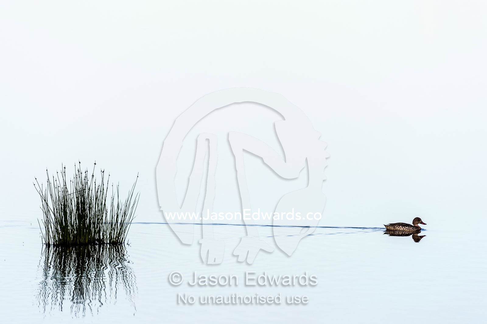 A Cape teal duck reflected in the surface of a calm waterhole with the sunset afterglow as it swims by a clump of reeds. Serengeti National Park, Serengeti, Tanzania.