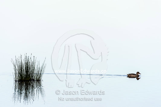A Cape teal duck reflected in the surface of a calm waterhole with the sunset afterglow as it swims by a clump of reeds. Serengeti National Park, Serengeti, Tanzania.