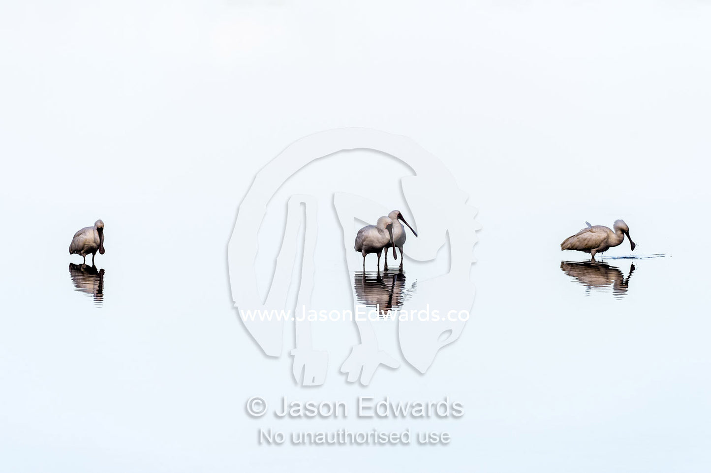 A flock of African spoonbill reflected in the surface of a calm waterhole with the sunset afterglow. Serengeti National Park, Serengeti, Tanzania.