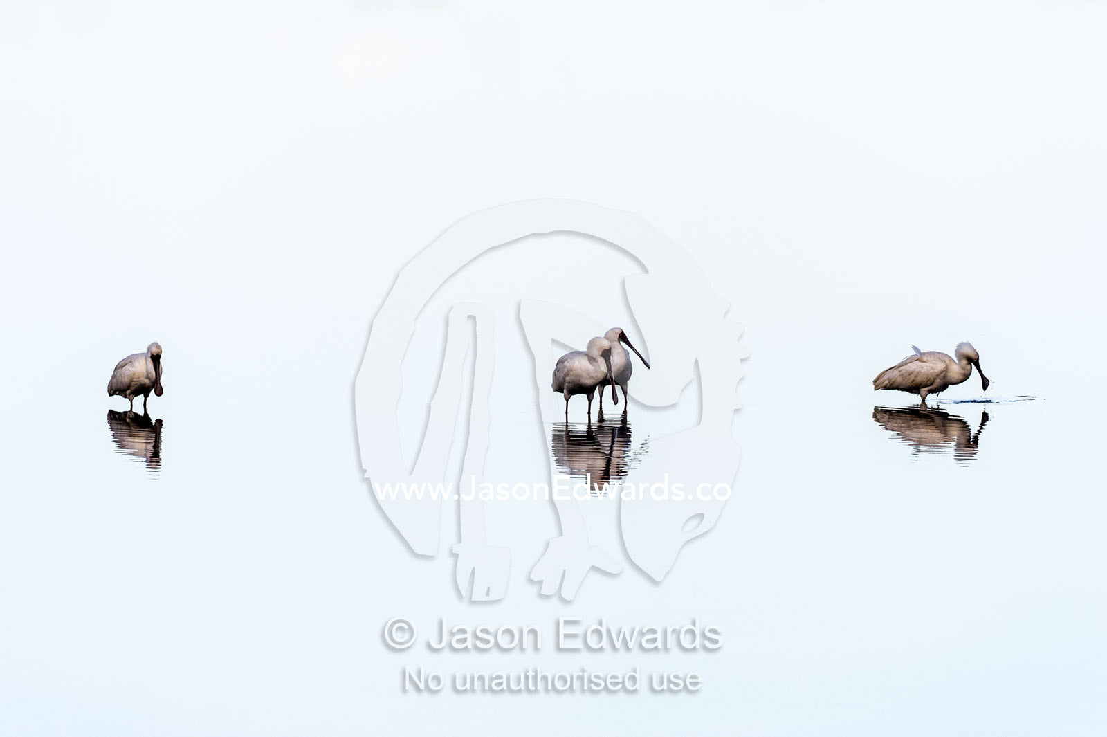 A flock of African spoonbill reflected in the surface of a calm waterhole with the sunset afterglow. Serengeti National Park, Serengeti, Tanzania.