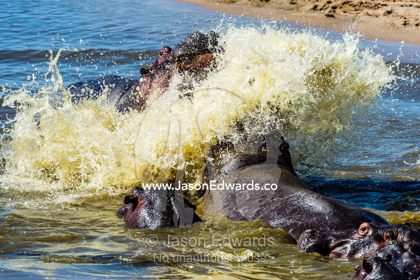 Aggressive Nile Hippopotamus charging and splashing water as they fight with their jaws and tusks in a waterhole. Serengeti National Park, Serengeti, Tanzania.