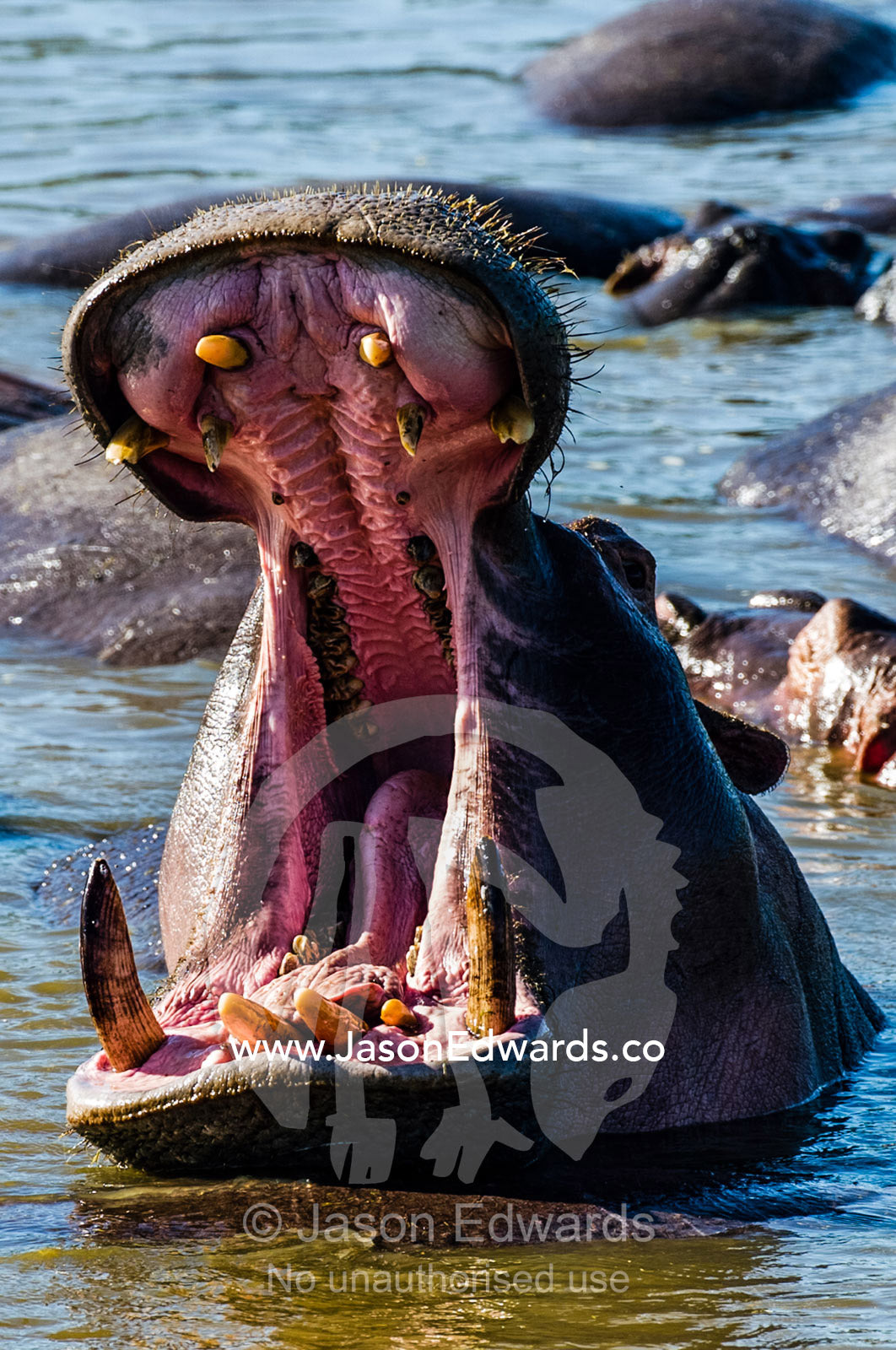 Aggressive Nile Hippopotamus stretch their jaws as they fight with their tusks in a waterhole. Serengeti National Park, Serengeti, Tanzania.